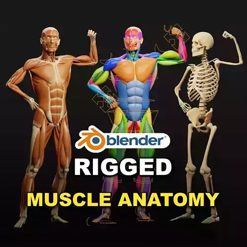 Muscle Anatomy - Ecorche Rigged Low-poly 3D model