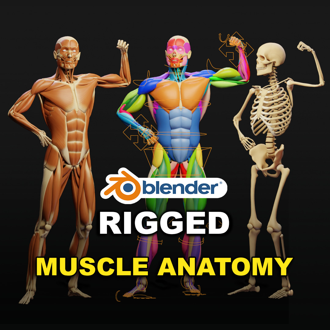 Muscle Anatomy - Ecorche Rigged Low-poly 3D model_0