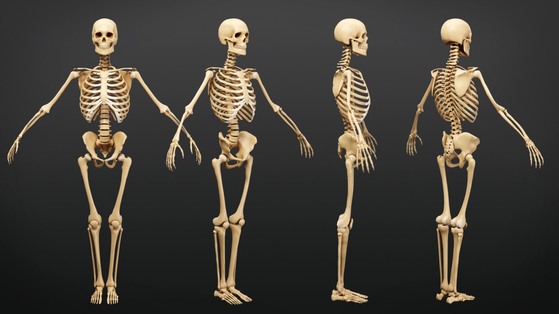 Muscle Anatomy - Ecorche Rigged Low-poly 3D model_10