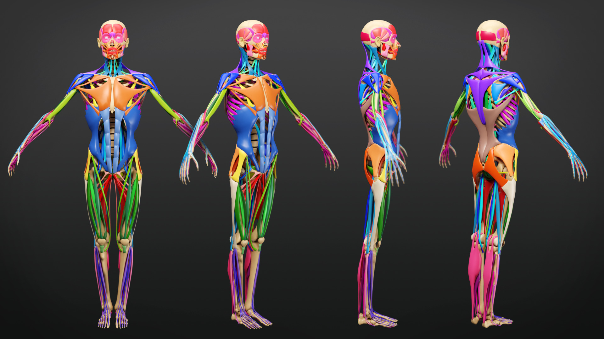 Muscle Anatomy - Ecorche Rigged Low-poly 3D model_9