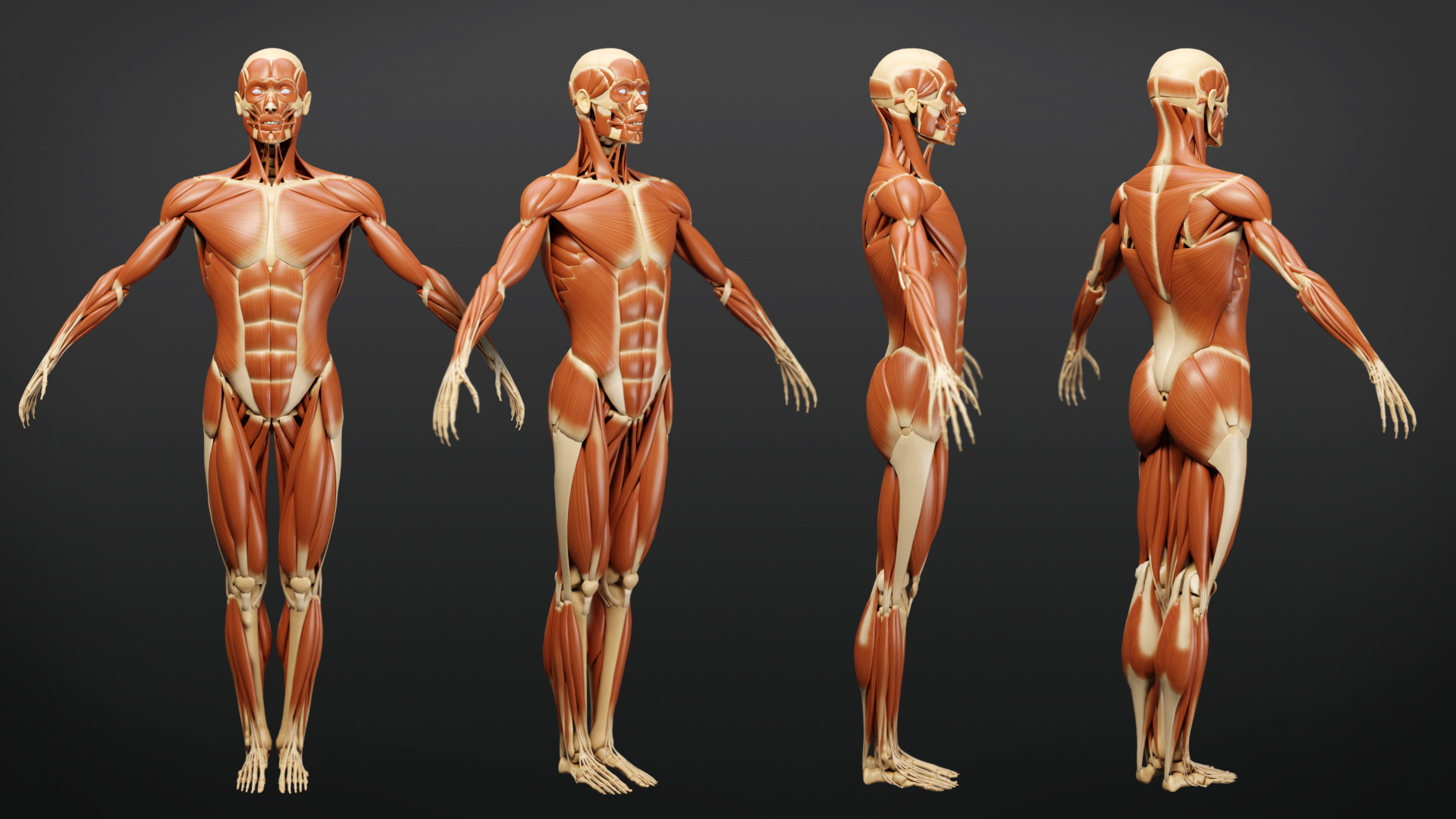 Muscle Anatomy - Ecorche Rigged Low-poly 3D model_7