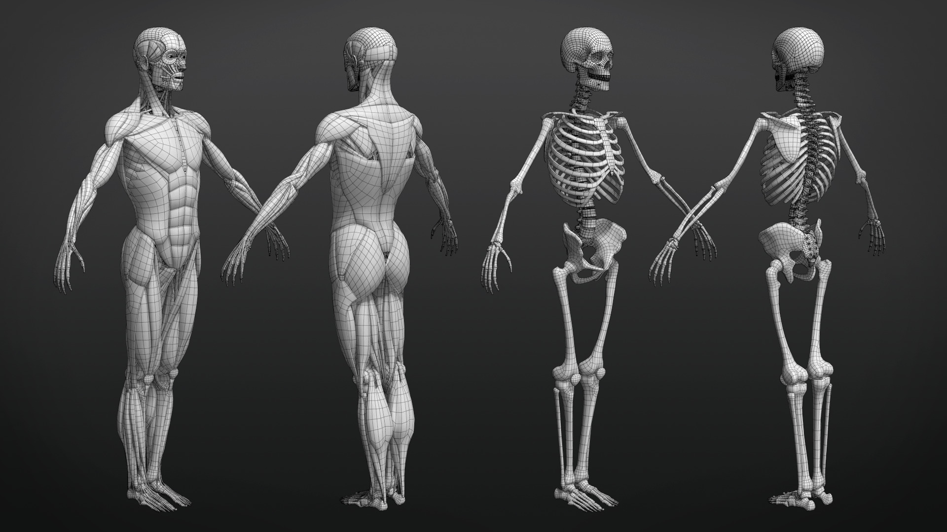Muscle Anatomy - Ecorche Rigged Low-poly 3D model_11