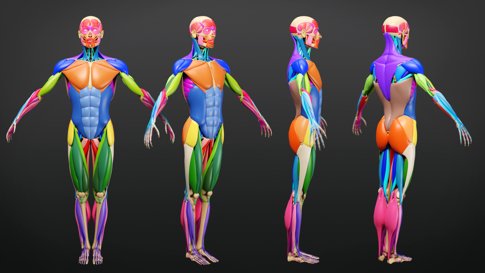 Muscle Anatomy - Ecorche Rigged Low-poly 3D model_8