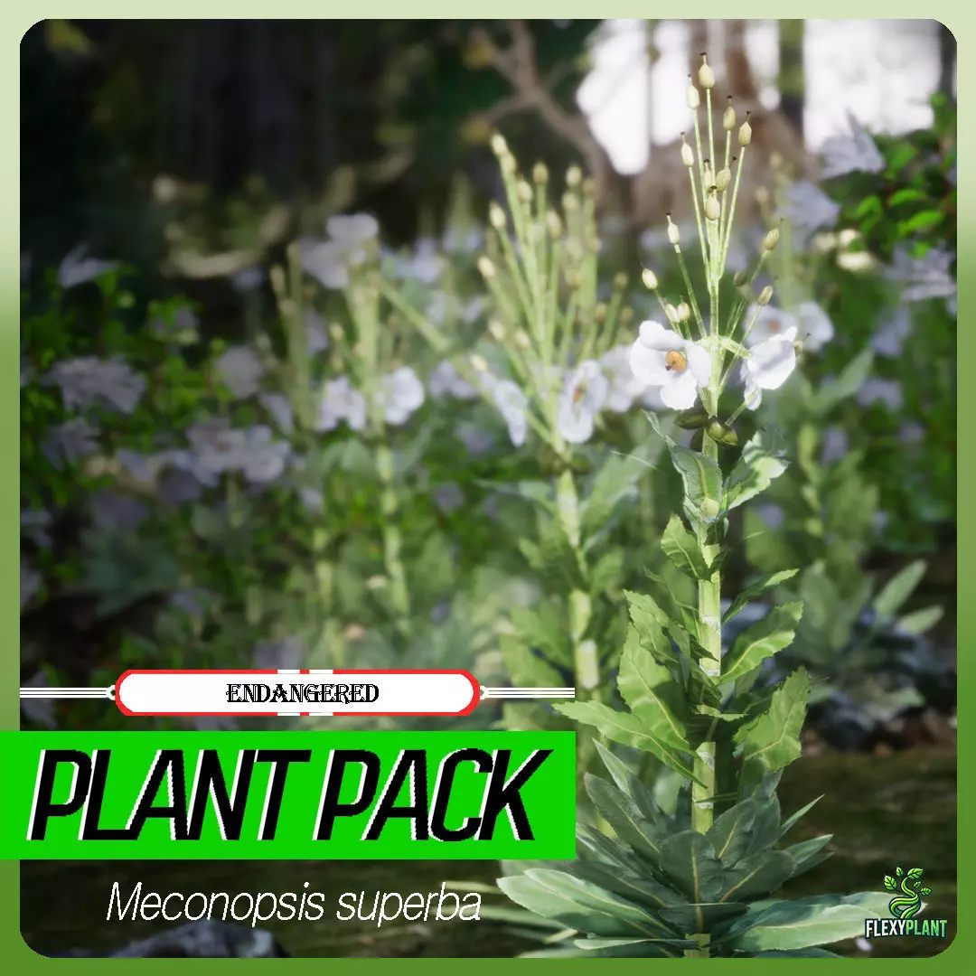 Endangered Plant - 4 Meconopsis superba Flower Tree Low-poly 3D model
