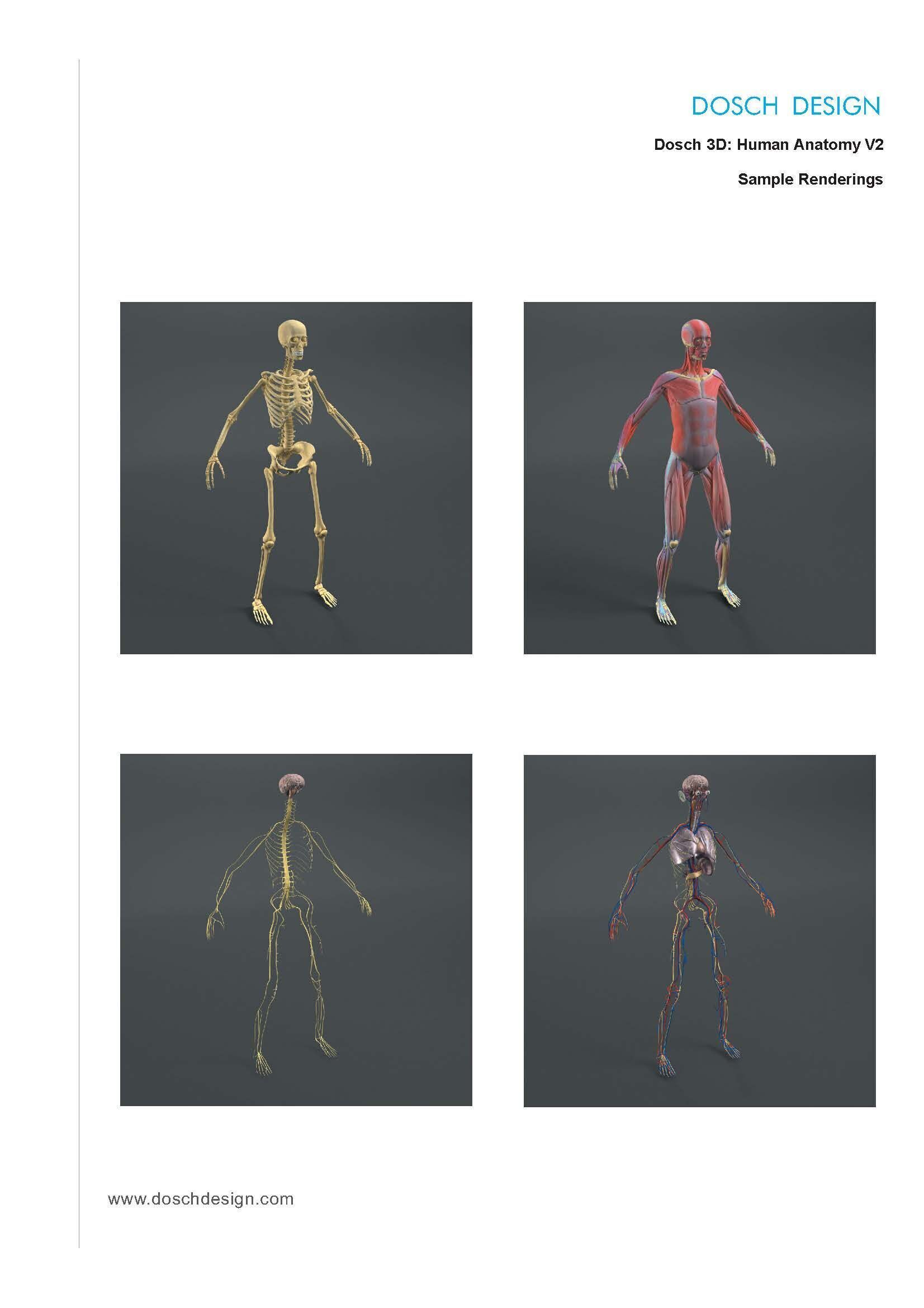 Dosch 3D - Human Anatomy V2 3D model_4