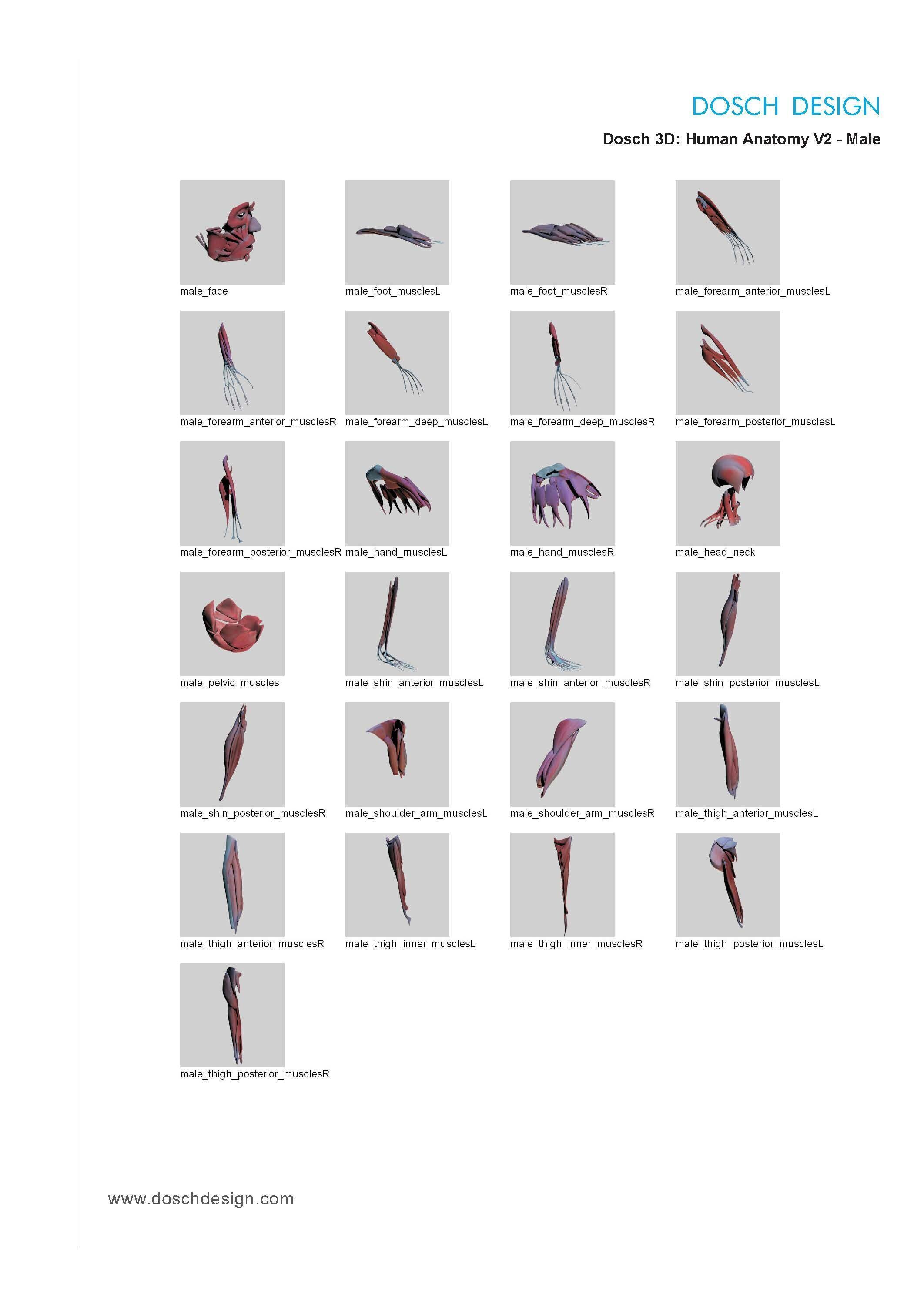 Dosch 3D - Human Anatomy V2 3D model_15