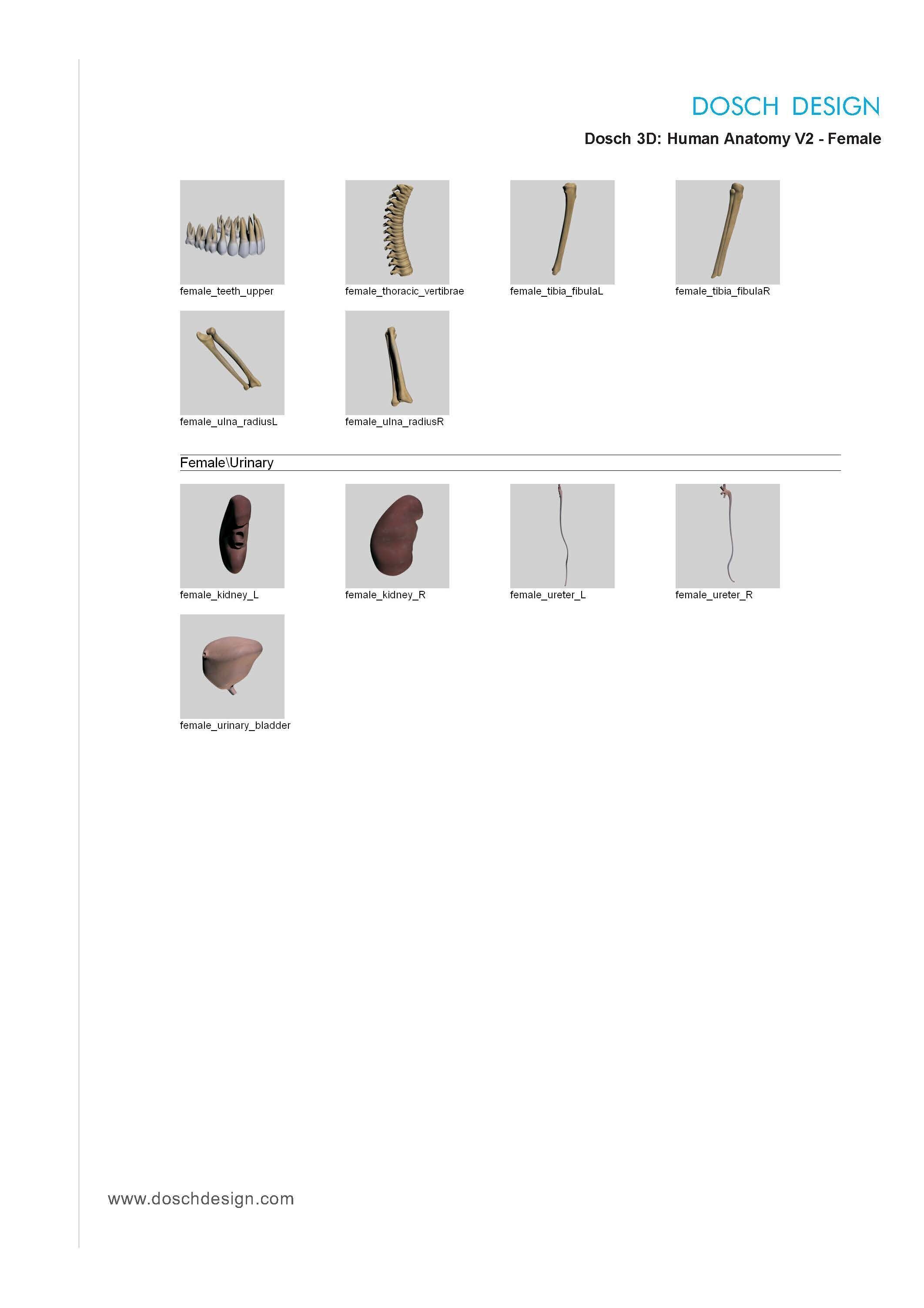 Dosch 3D - Human Anatomy V2 3D model_12
