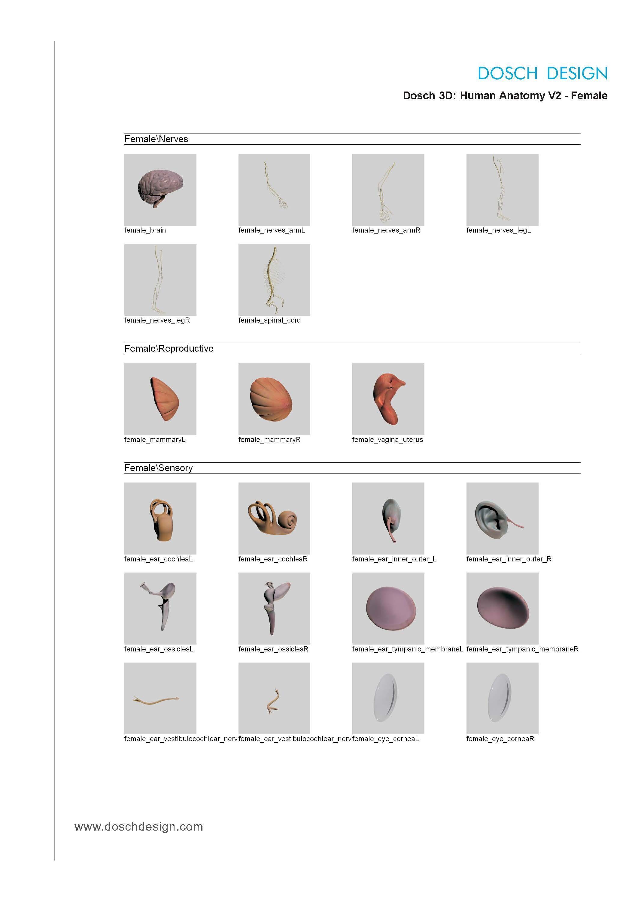 Dosch 3D - Human Anatomy V2 3D model_10