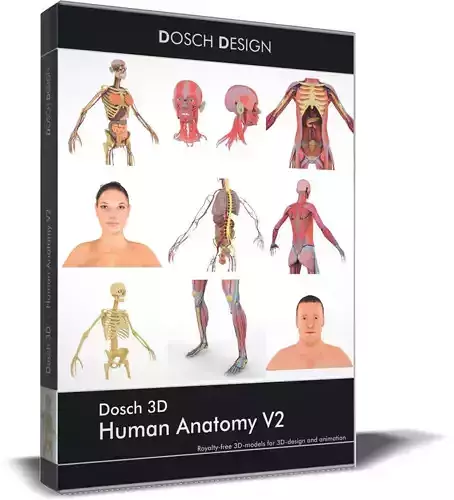 Dosch 3D - Human Anatomy V2 3D model