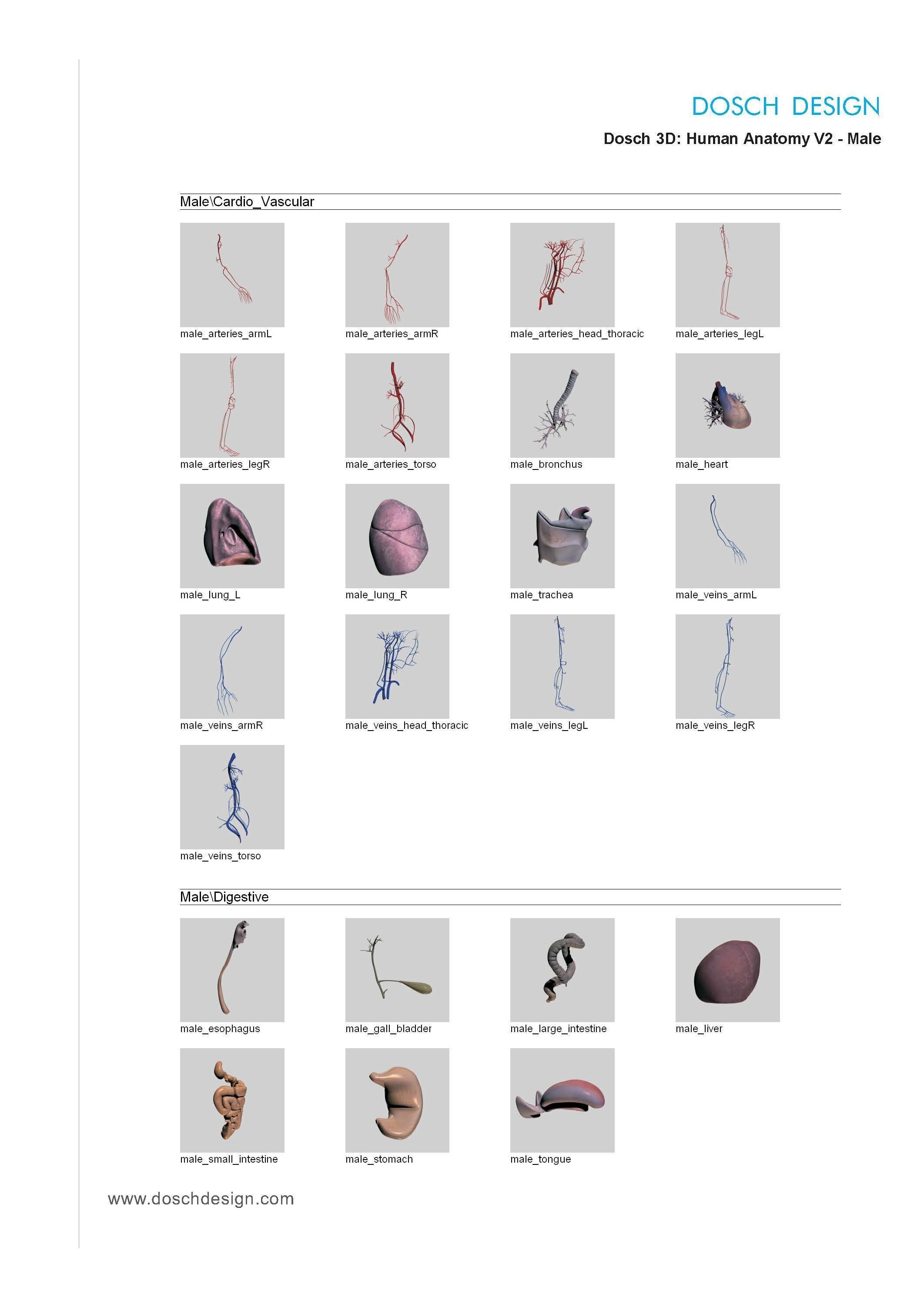 Dosch 3D - Human Anatomy V2 3D model_13