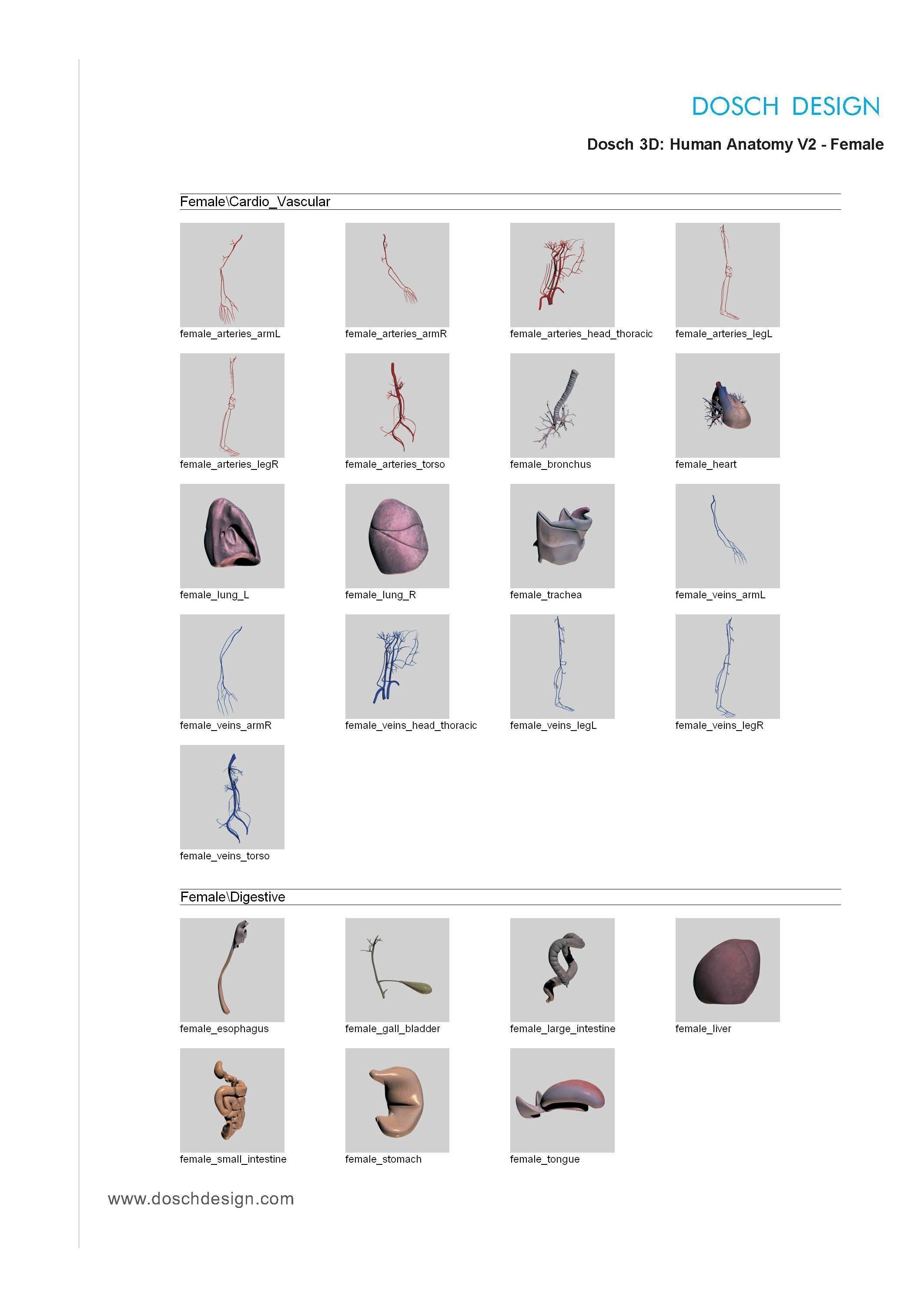 Dosch 3D - Human Anatomy V2 3D model_7