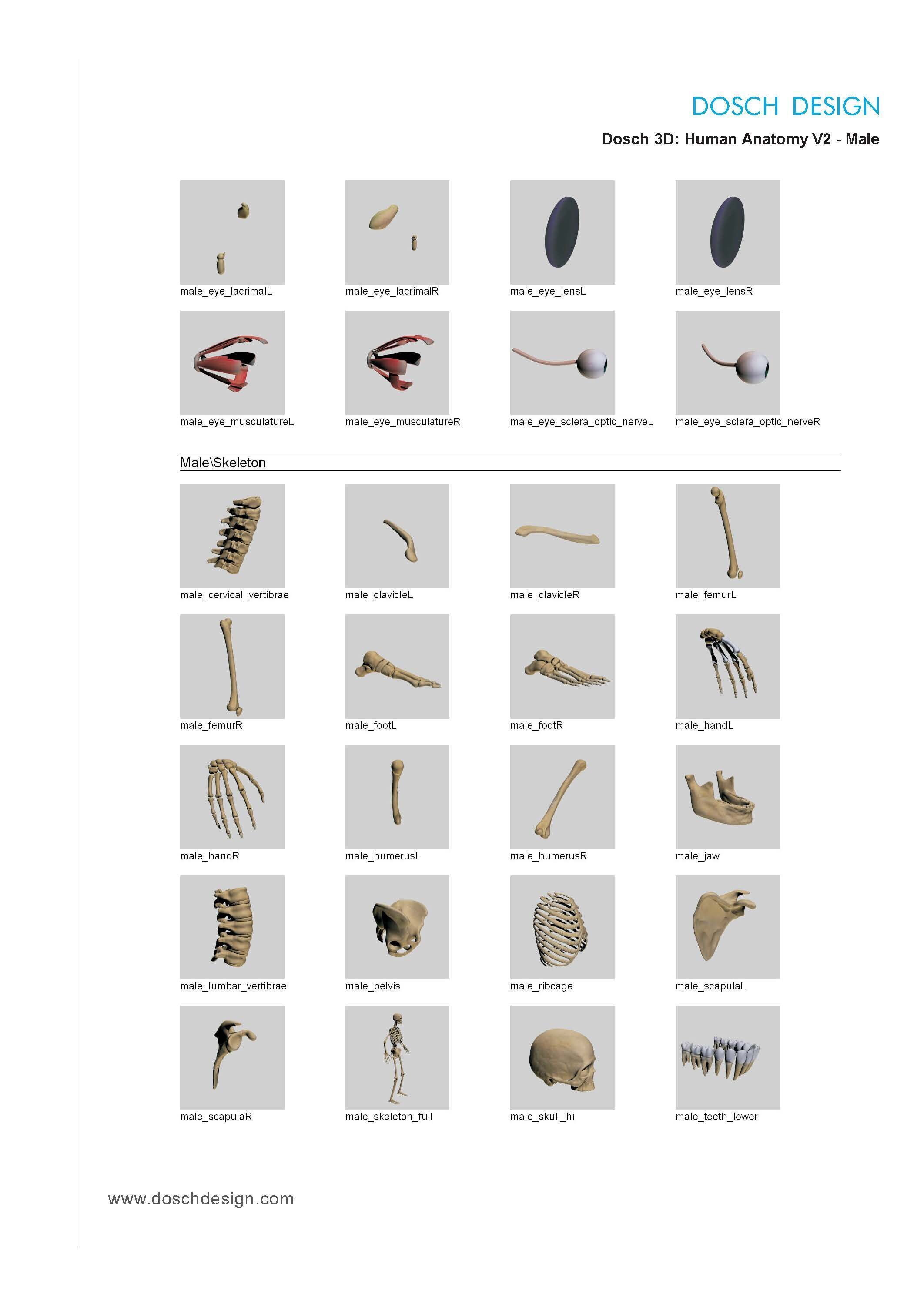 Dosch 3D - Human Anatomy V2 3D model_17