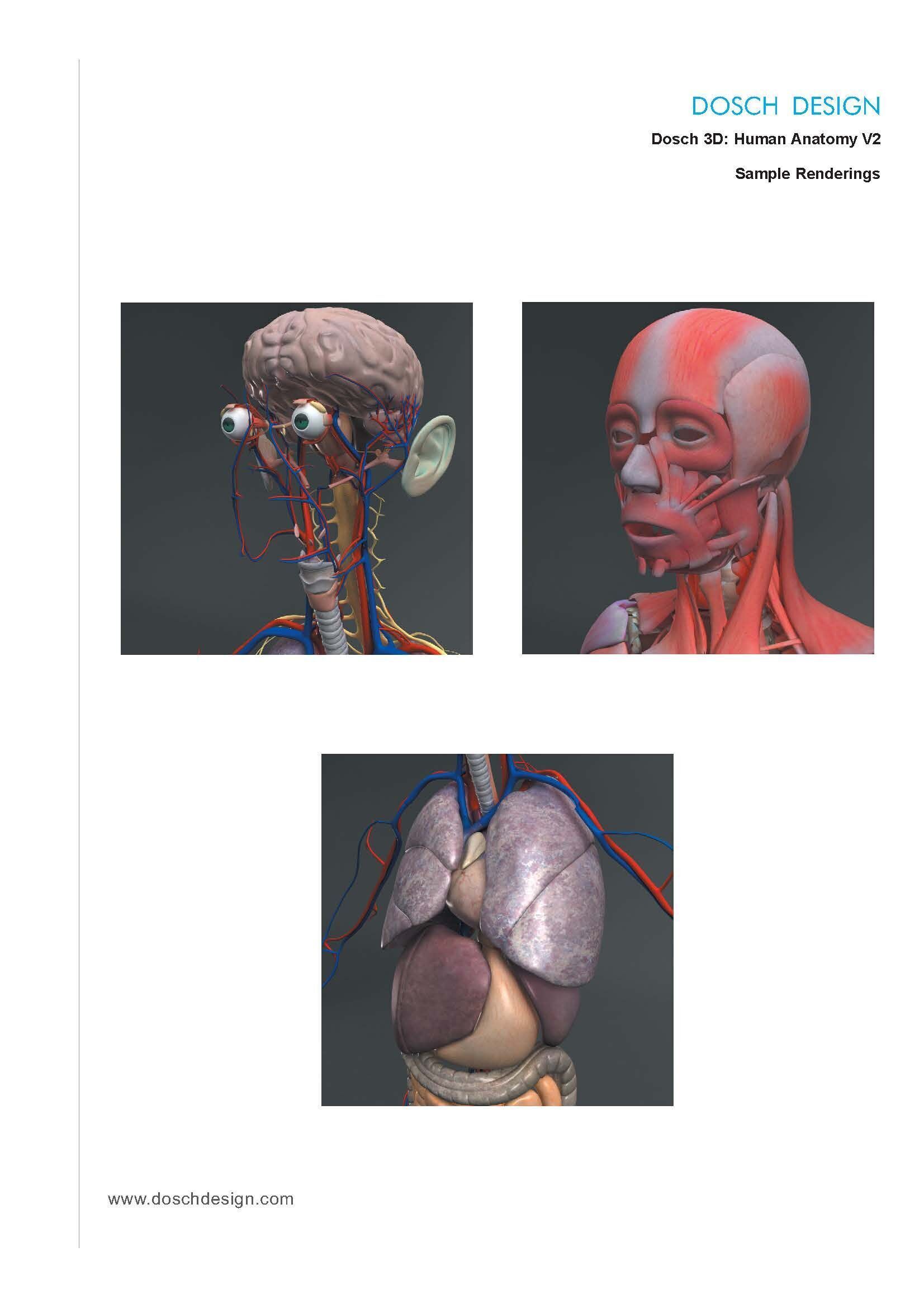 Dosch 3D - Human Anatomy V2 3D model_6