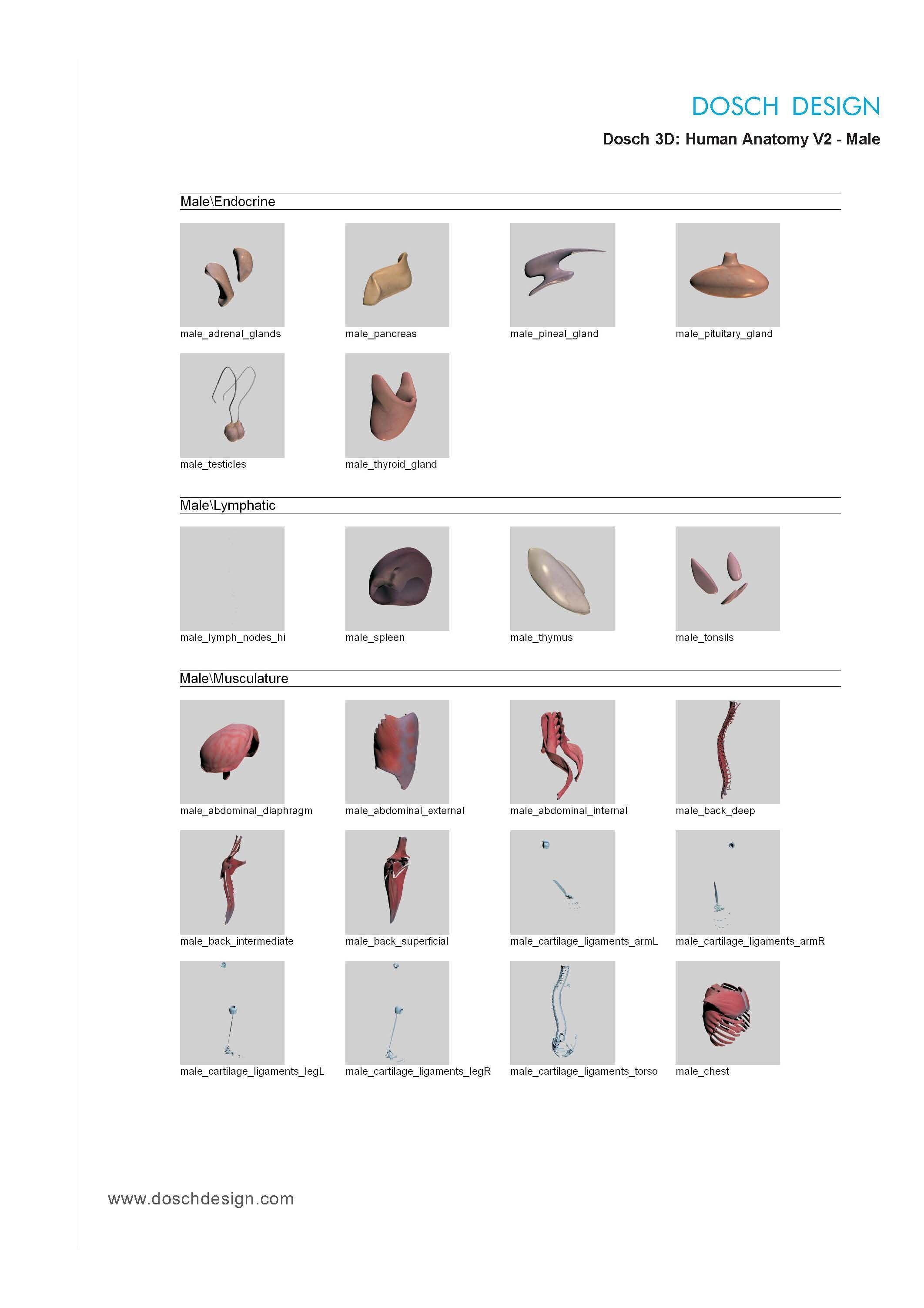 Dosch 3D - Human Anatomy V2 3D model_14