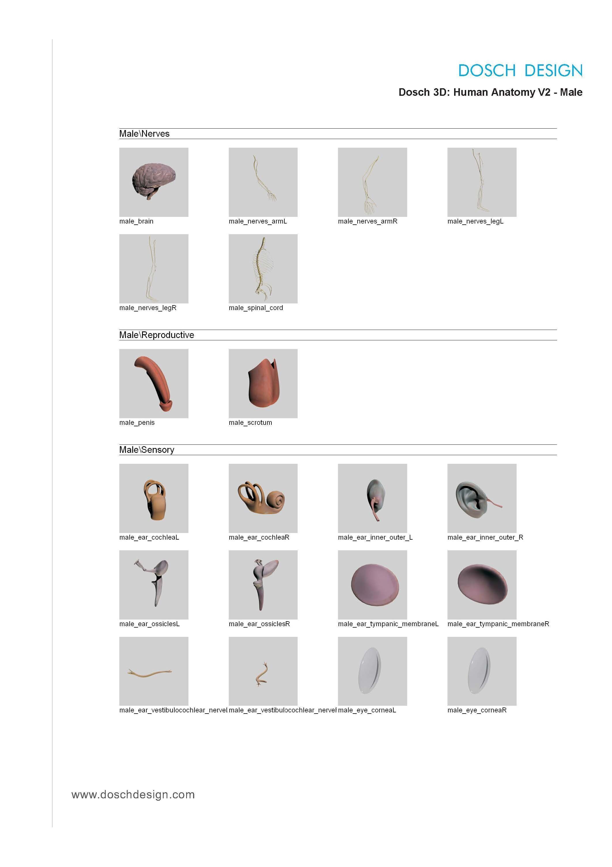 Dosch 3D - Human Anatomy V2 3D model_16