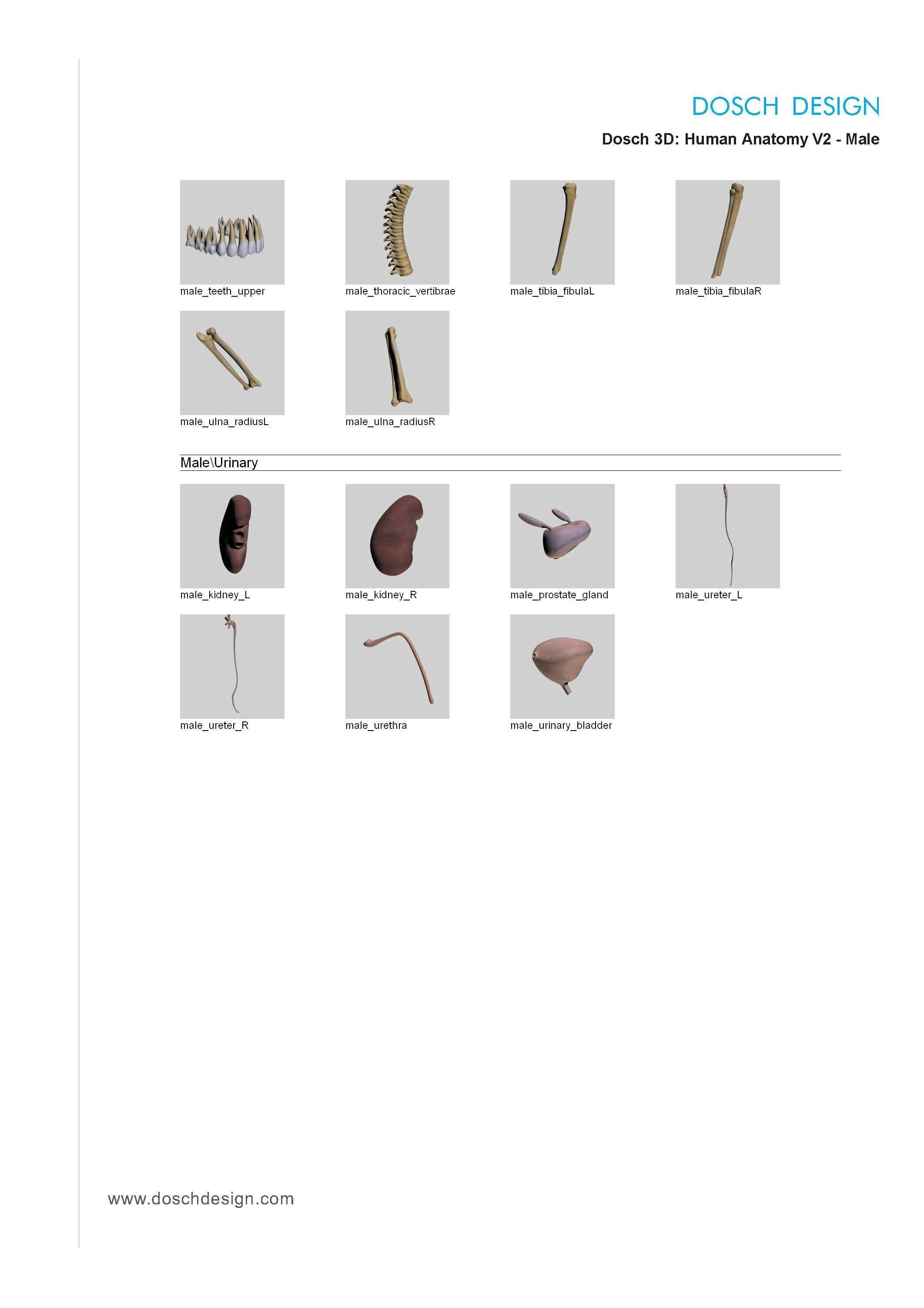 Dosch 3D - Human Anatomy V2 3D model_18