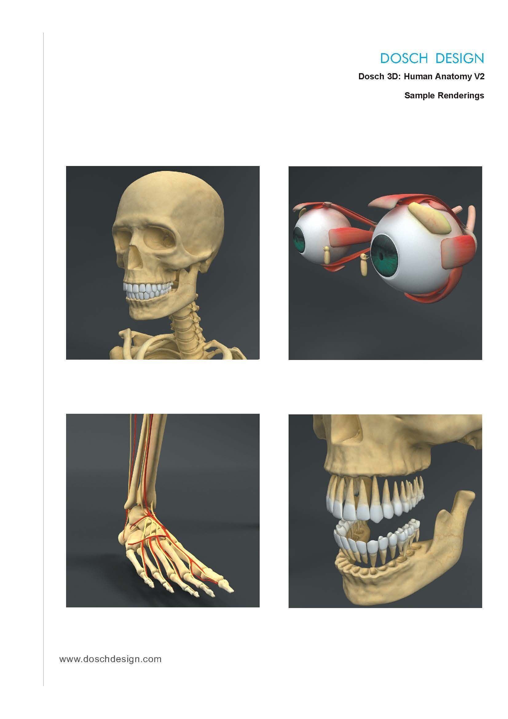 Dosch 3D - Human Anatomy V2 3D model_5