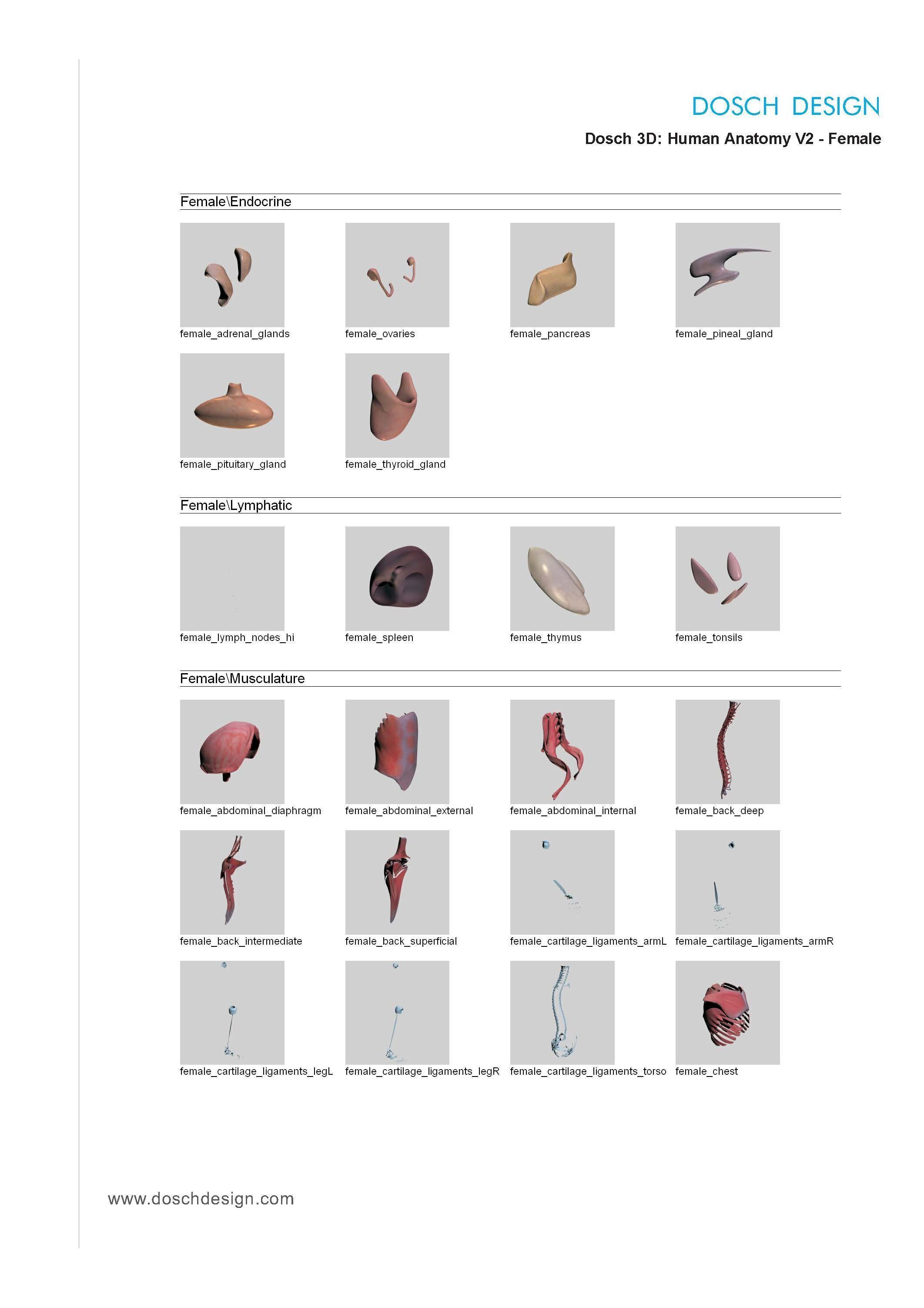 Dosch 3D - Human Anatomy V2 3D model_8