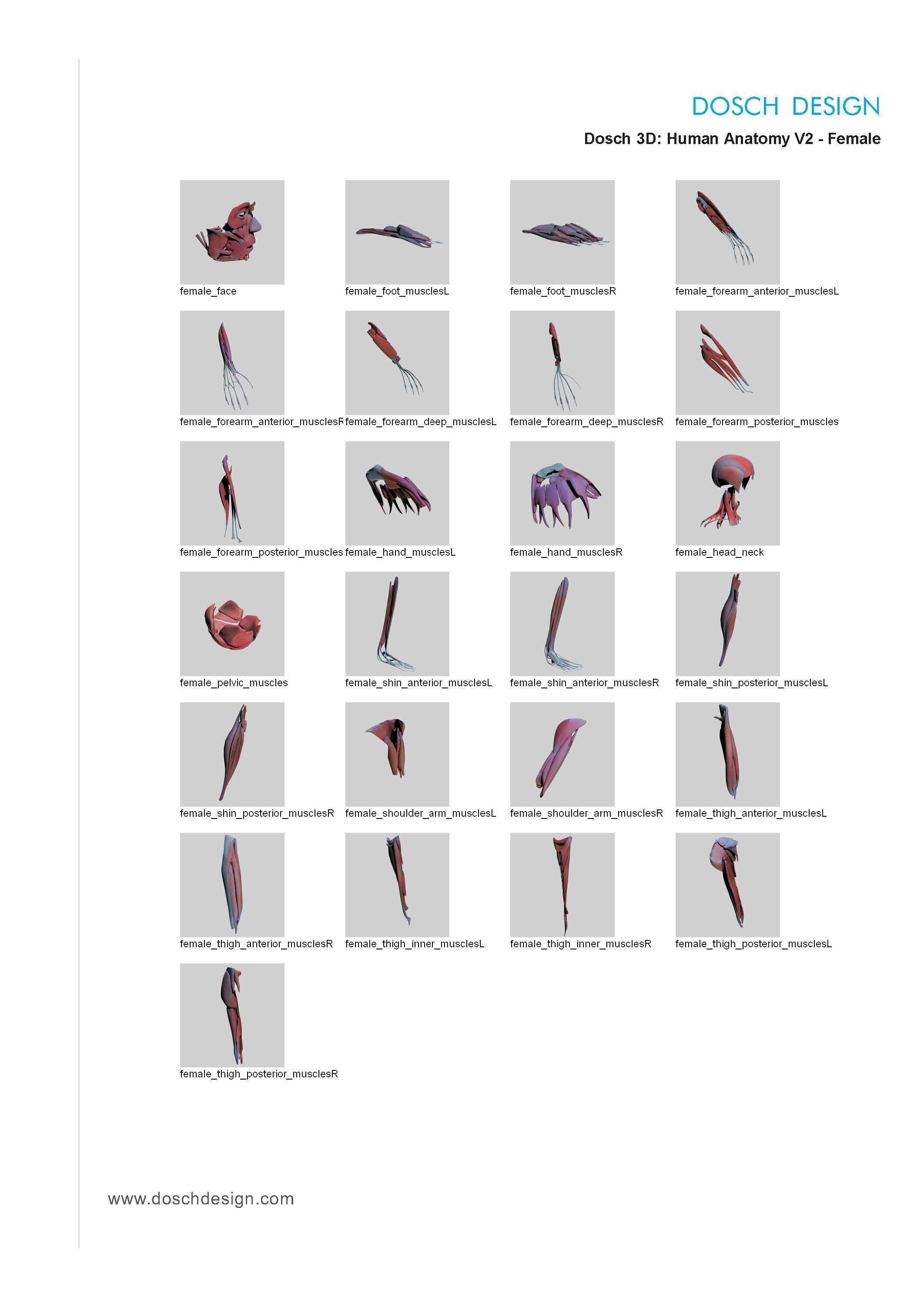 Dosch 3D - Human Anatomy V2 3D model_9