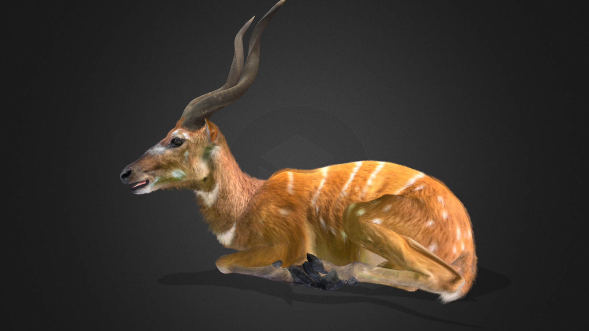 Sitatunga Antelope Realistic 3D model_4
