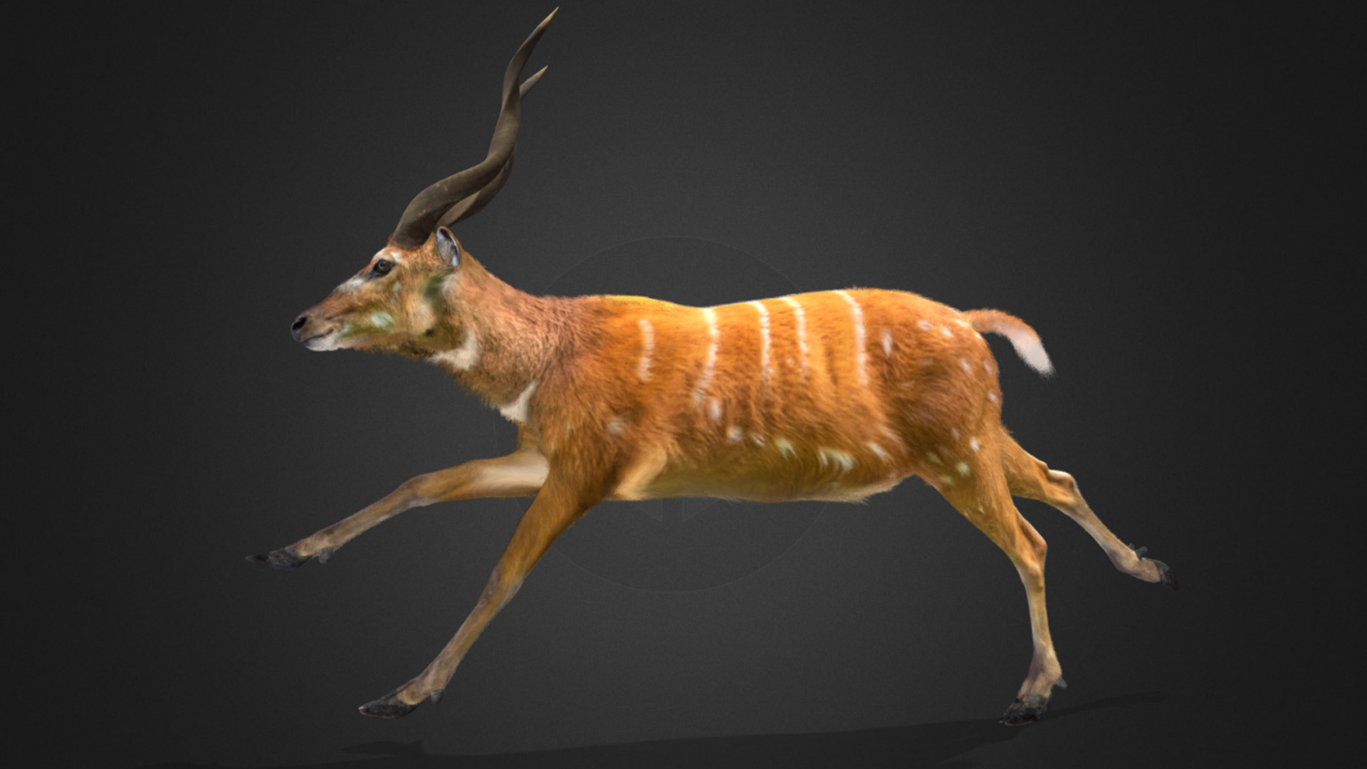 Sitatunga Antelope Realistic 3D model_3