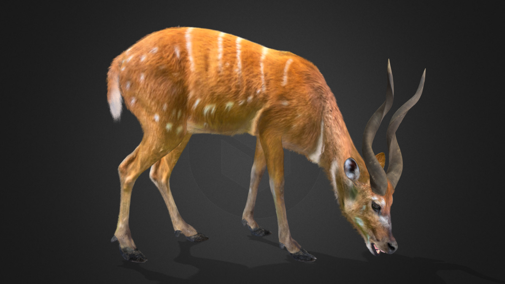 Sitatunga Antelope Realistic 3D model_2