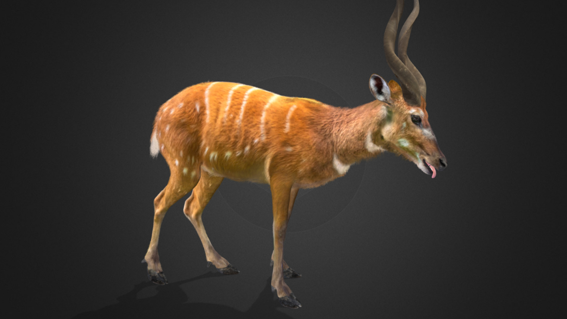 Sitatunga Antelope Realistic 3D model_9