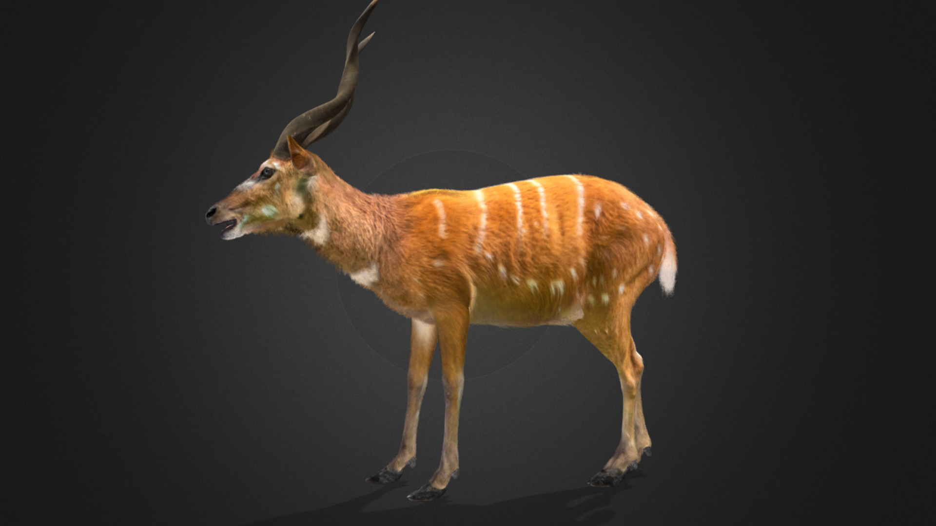 Sitatunga Antelope Realistic 3D model_11