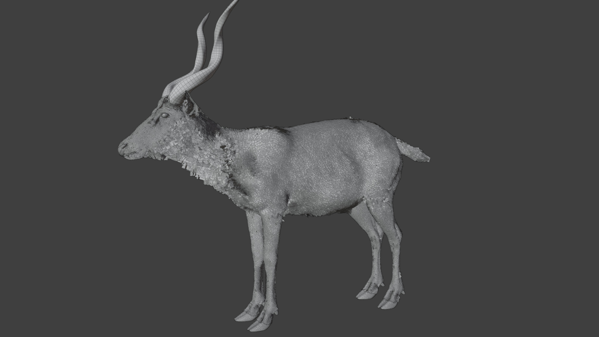 Sitatunga Antelope Realistic 3D model_13