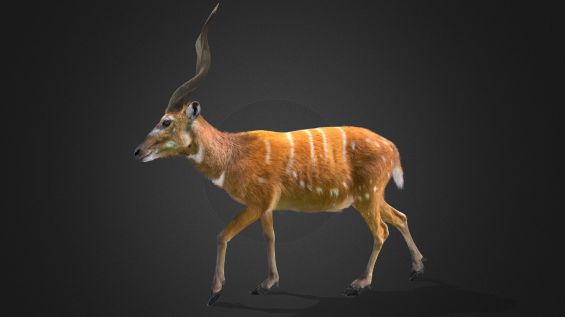 Sitatunga Antelope Realistic 3D model_5