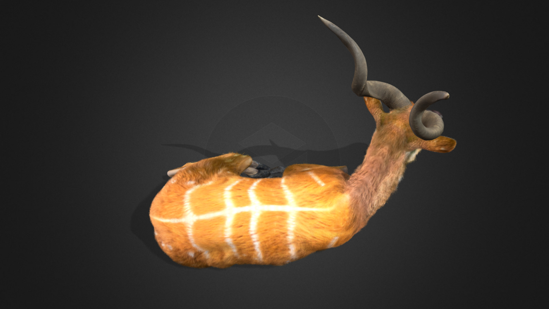 Sitatunga Antelope Realistic 3D model_6