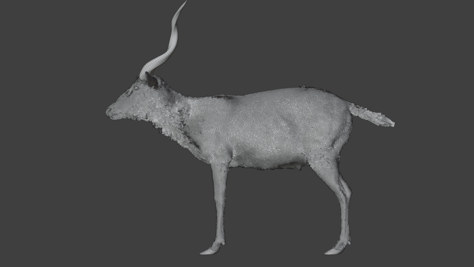 Sitatunga Antelope Realistic 3D model_17