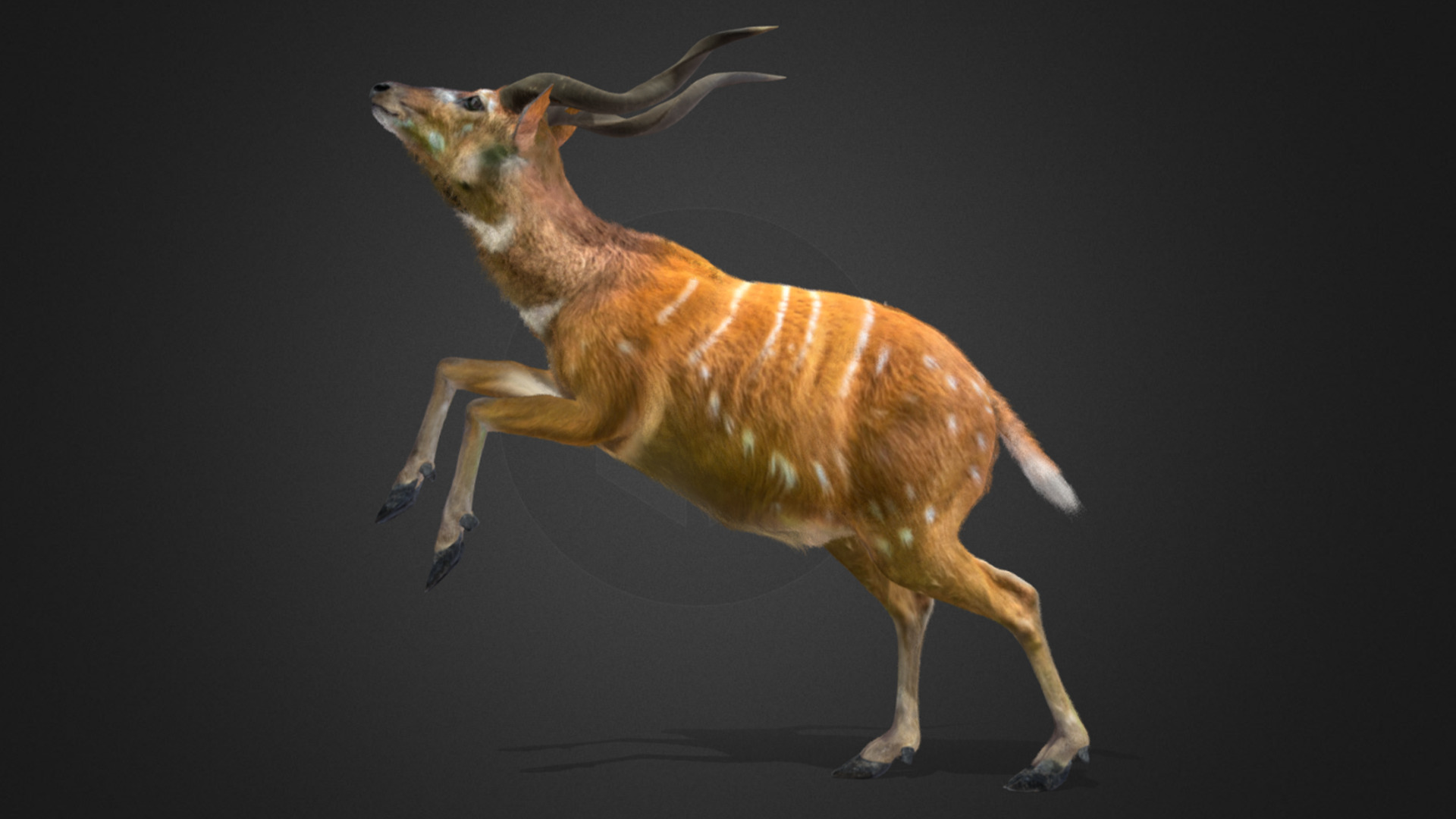 Sitatunga Antelope Realistic 3D model_12