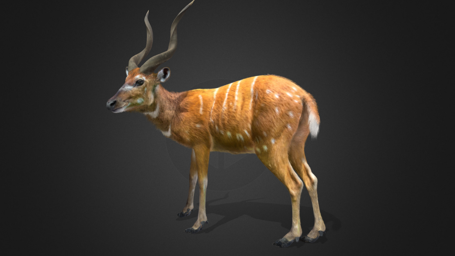 Sitatunga Antelope Realistic 3D model_10