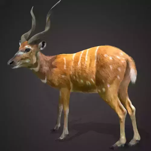 Sitatunga Antelope Realistic