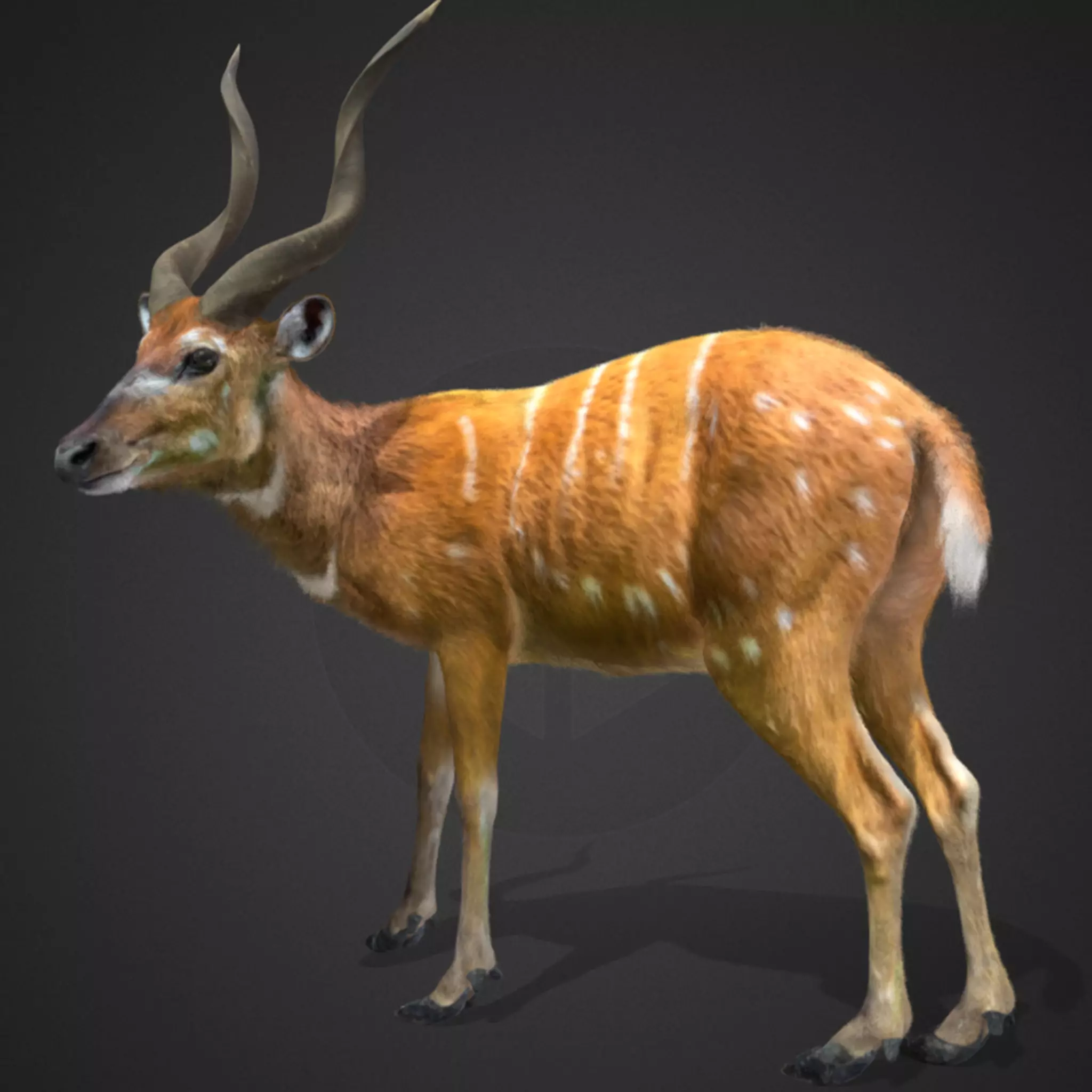 Sitatunga Antelope Realistic 3D model_0