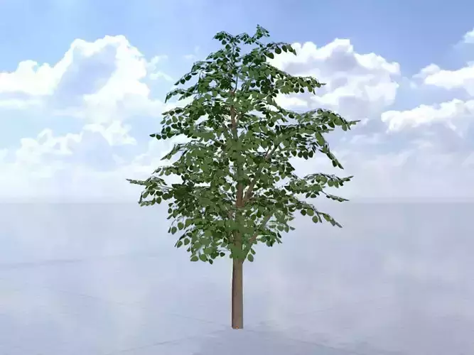 Empress tree summer LOD2 16000mm Low-poly 3D model