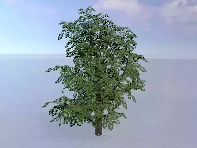 Empress tree summer LOD2 21000mm Low-poly 3D model