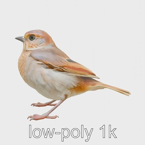 Russet Sparrow 3D Model with Warm Brown Tones Low-poly 3D model