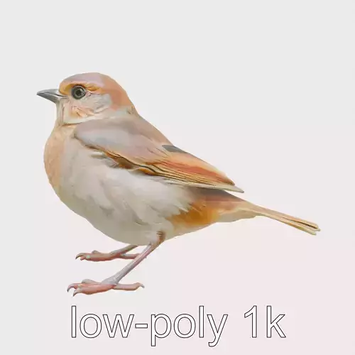 Russet Sparrow 3D Model with Warm Brown Tones Low-poly 3D model