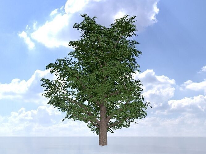 Empress tree summer LOD2 30000mm Low-poly 3D model