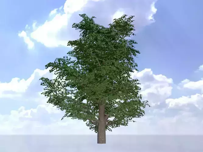 Empress tree summer LOD2 30000mm Low-poly 3D model