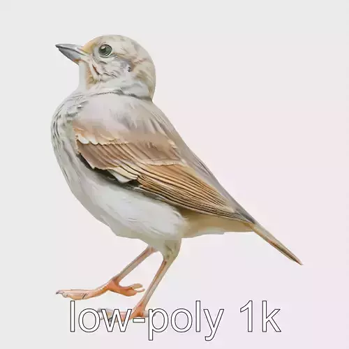 Rock Sparrow 3D Model with Detailed Feathers Low-poly 3D model