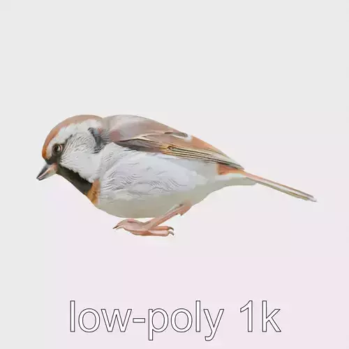 Tree Sparrow 3D Model with Detailed Textures Low-poly 3D model