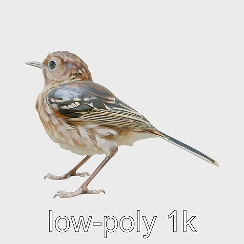 Sociable Weaver Bird with Striped Back Low-poly 3D model