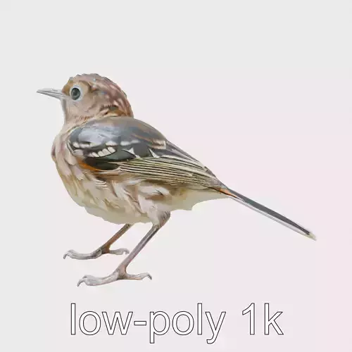 Sociable Weaver Bird with Striped Back Low-poly 3D model