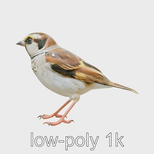Cape Sparrow 3D Model with Yellow Shoulder Patches Low-poly 3D model