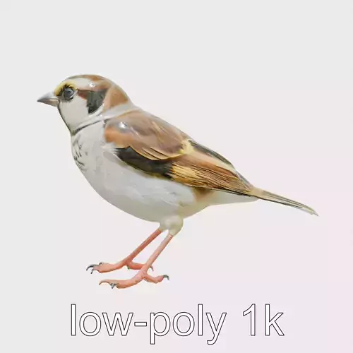 Cape Sparrow 3D Model with Yellow Shoulder Patches Low-poly 3D model