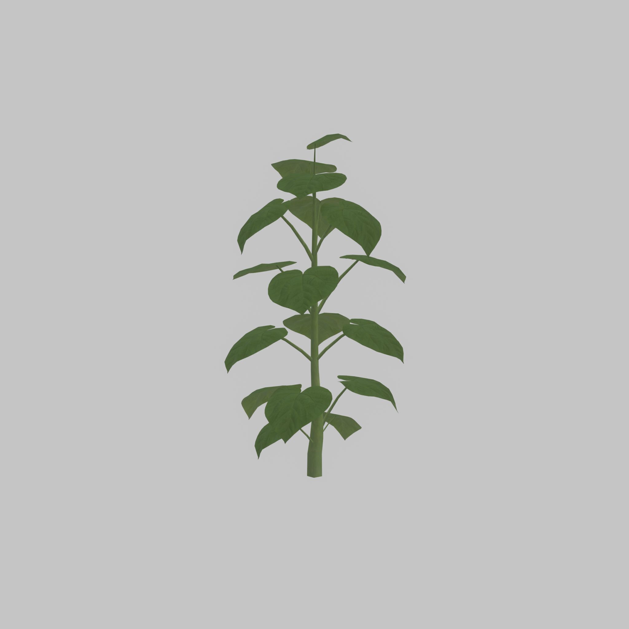 Empress tree summer LOD3 2000mm Low-poly 3D model_37