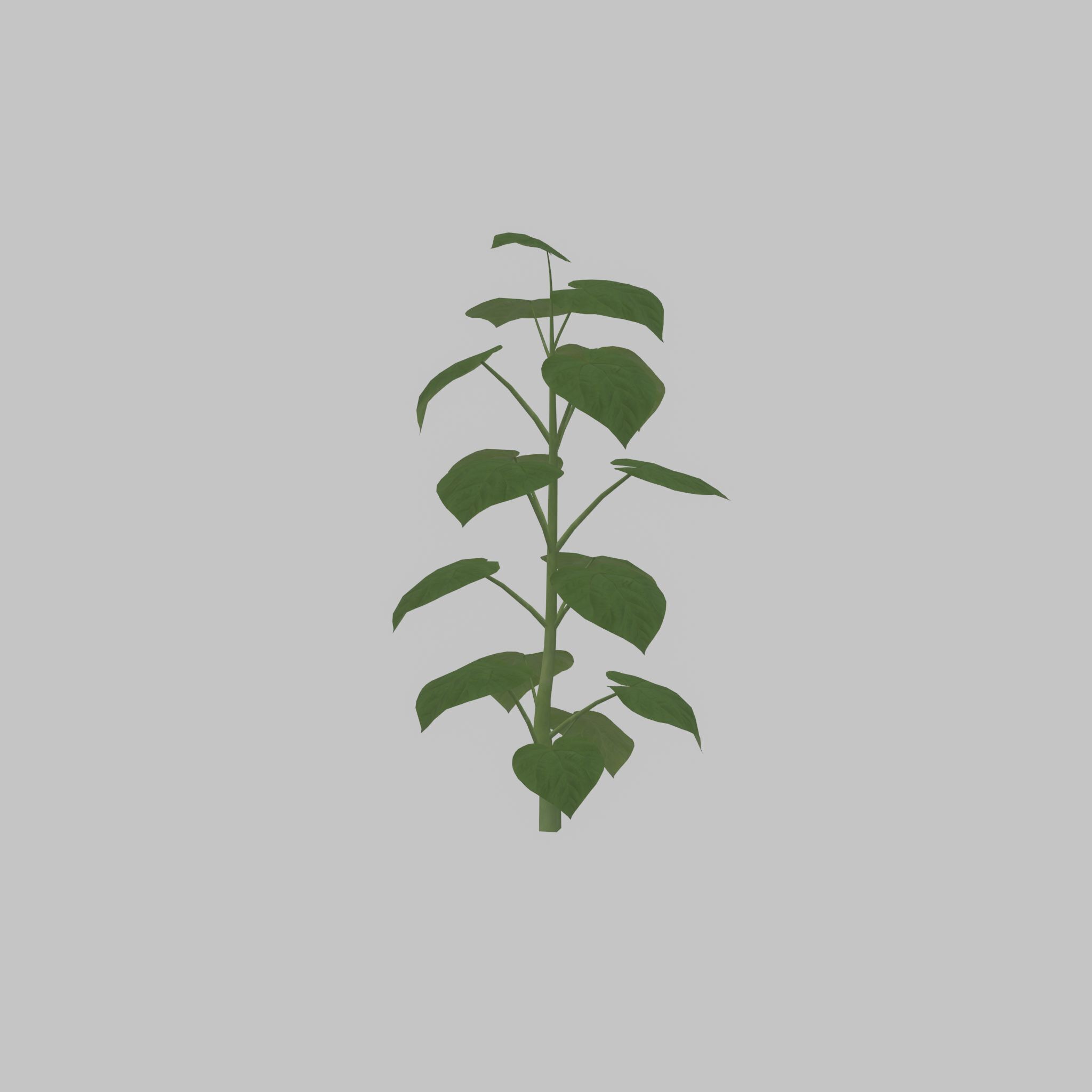 Empress tree summer LOD3 2000mm Low-poly 3D model_47
